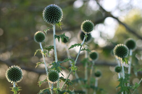 Blue globe thistles or echinops in a garden