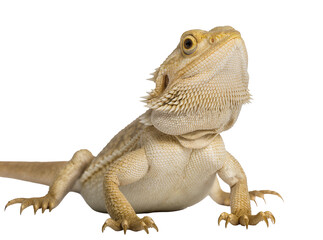 Obraz premium Close-up studio shot of a light brown bearded dragon lizard, an exotic pet reptile, isolated PNG, showcasing its detailed scales and spiky skin