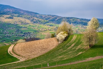 Beautiful spring countryside in Hrinova, Podpolanie region near Polana, Slovakia. Rolling hills, green fields and blooming fruit trees create peaceful rural scenery ideal for travel and nature themes. © Ivan