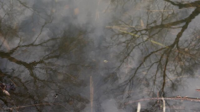 Abstract reflection of bare tree branches on calm water surface with subtle ripples, floating debris and soft light. Moody natural texture, early spring atmosphere, minimalistic background.