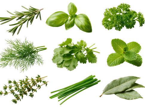 Herbs rosemary, basil, parsley, dill, cilantro, mint, thyme, chives, bay leaves, isolated on transparent background PNG