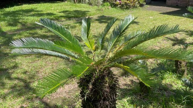 Cycas Plant Tropical Garden Close Up Sago Palm Green Leaves Nature Background