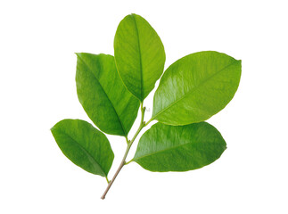 Naklejka premium Vibrant green leaves on a slender branch, naturally isolated for botanical designs, nature projects, and fresh organic concepts PNG