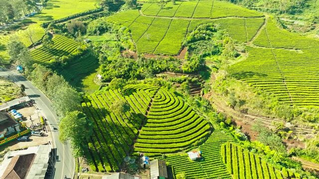 Terraced green hills and farmland scenic landscape