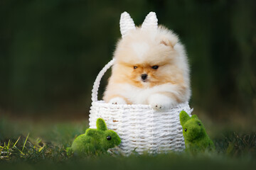 funny pomeranian spitz puppy with an angry expression posing in a white basket