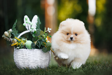 cute pomeranian spitz puppy posing outdoors with a basket of Easter decorations