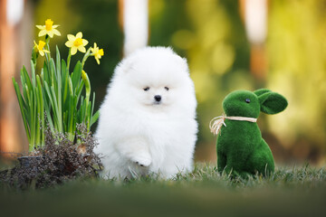 cute pomeranian spitz puppy posing with Easter bunny and daffodills outdoors in spring
