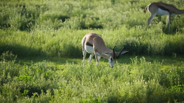 Springbok grazing on green grass in african savanna with herd during sunny day, showcasing wildlife and nature conservation in national park