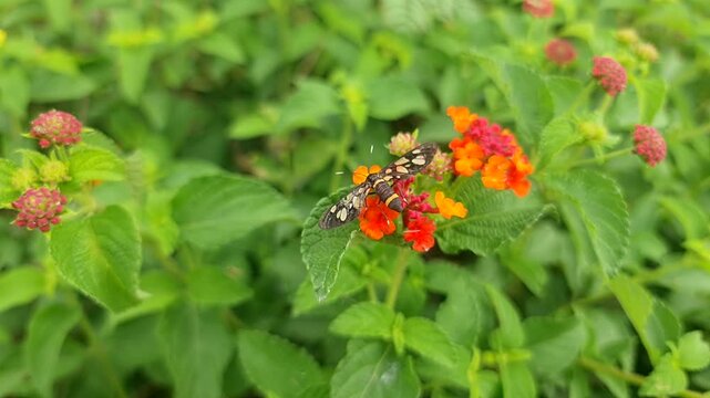 Close-Up of a Handmaiden Moth Pollinating Vibrant Orange and Yellow Lantana Flowers in a Summer Garden