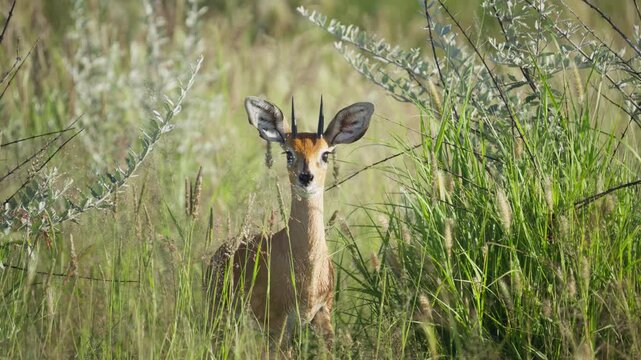 Curious male steenbok antelope with horns staring at camera before turning and walking away through tall green grass of African savanna on sunny day