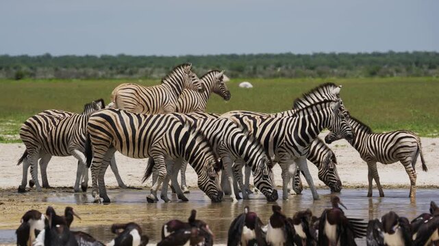 Burchell's zebra herd drinking water from a pond in Etosha National Park with Abdim's storks bathing in foreground and green savanna in the background