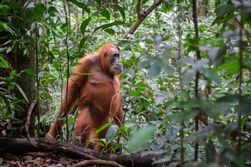 Orangutan im the wild © rick