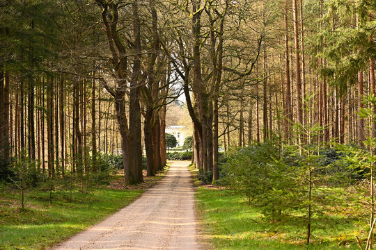 Scenic forest road through the Kaapse Bossen, lined with majestic trees and warm sunlight. A peaceful path leading toward a white house, ideal for nature and travel themes.