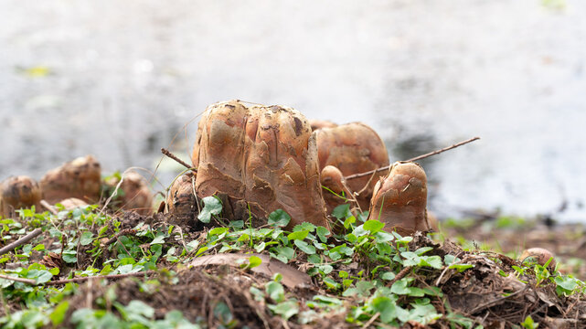Nutria river rat, damage to woody plants by eating bark, sprouts and roots, gnawed tree trunks, coypu herbivorous, wildlife animal wetland