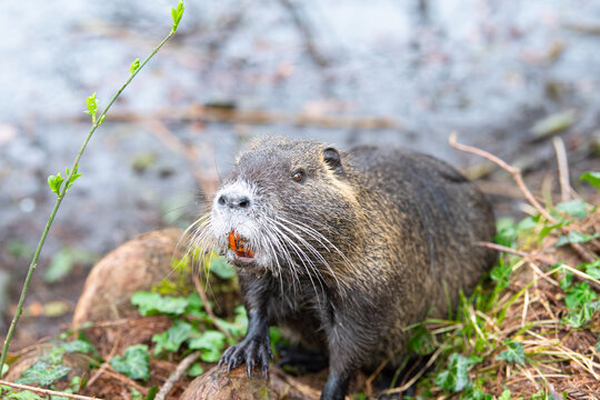 Nutria river rat portrait, coypu herbivorous, semiaquatic rodent, Myocastoridae at water pond, wildlife animal, habitat wetland