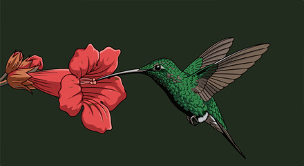 Fototapeta premium Green hummingbird sips nectar from a red trumpet-shaped flower