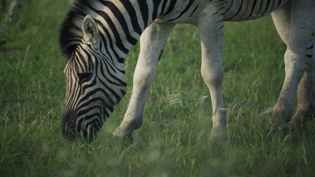 Close up of plains zebra eating fresh green grass in African savanna, showcasing animal's distinctive black and white stripes and natural behavior in the wild