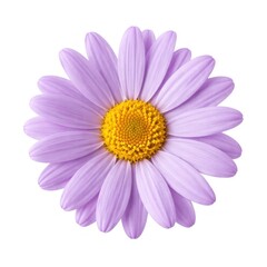Obraz premium Vibrant purple daisy flower bloom.