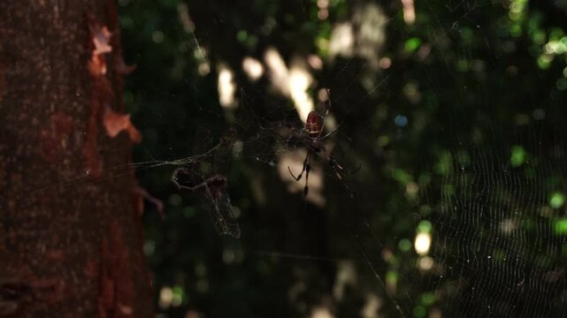A large spider rests in the center of its intricate web, anchored to a tree trunk. Dappled sunlight filters through the dark forest background, highlighting the delicate silk threads.