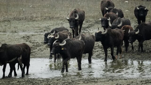 Buffaloes move through shallow, muddy water in the Kerkini wetlands. Ideal for wildlife documentaries or environmental projects.
