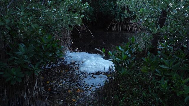 White foam floats on dark, stagnant water within a dense mangrove forest. The image shows tangled roots and green leaves in a shadowed, moody tropical wetland environment.