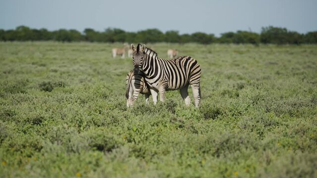 Plains zebra mare affectionately grooming young foal while standing in lush green grasslands of Namibia National Park, with herd grazing in the background