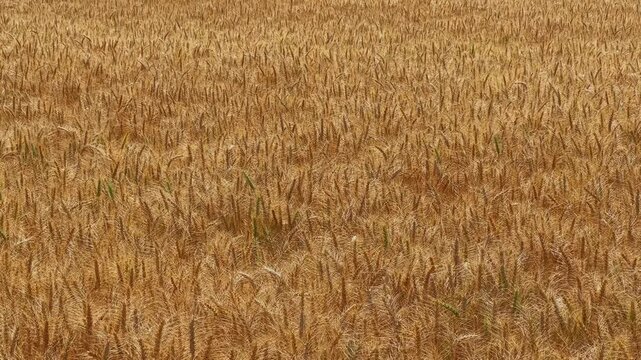 Wide shot of expansive golden wheat field swaying gently in breeze under natural daylight creating flowing patterns rich texture and calm harvest season landscape.
