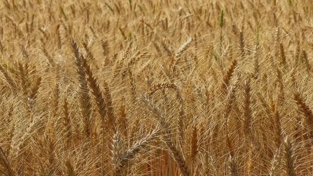 Close-up of golden ripe wheat spikes densely packed in field with rich texture and warm tones under natural light capturing harvest maturity and detailed grain structure.