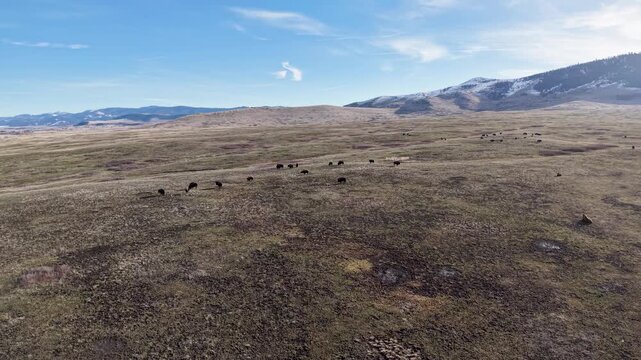 Aerial view of bison scattered across expansive grassland plains with distant mountains in the National Bison Range in Montana