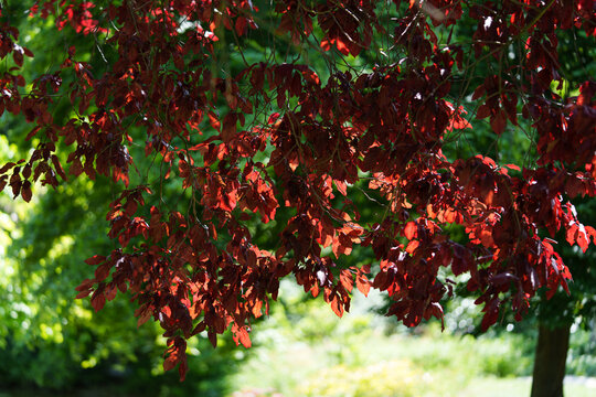 A decorative European beech Fagus sylvatica with dark red-purple leaves during leafing. Sunlight falls on the branches with leaves. Bokeh background.