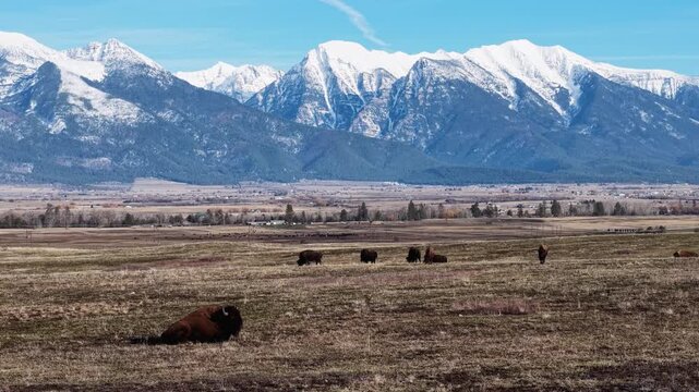 Aerial view of bison resting on open plains with a herd in the distance and snow-capped mountains in the background in Montana