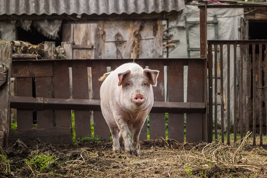A pig is standing in a pen with hay. It is looking at the camera.
