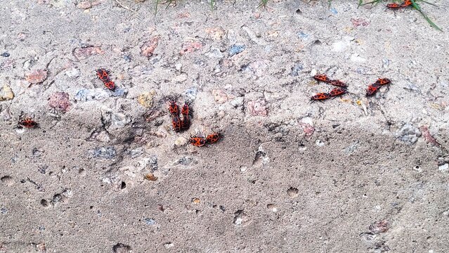 Spring Gathering: Firebugs (Pyrrhocoris apterus) on Concrete Surface