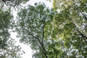 Fototapeta premium Sweeping limbs carve graphic paths through pale canopy. Fine leaf clusters soften bold serpentine structure. Radiant backdrop enhances graceful forest contrast