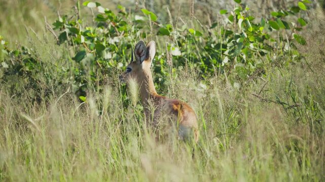 Tiny steenbok antelope looking alert in the tall green grass of a South African national park before walking away into wilderness of savanna on a sunny day