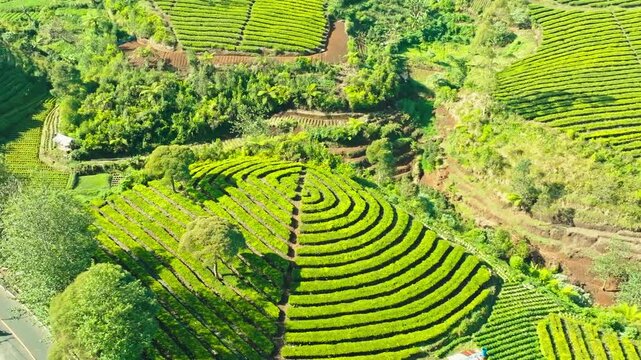 Curved terraced fields hillside green nature view