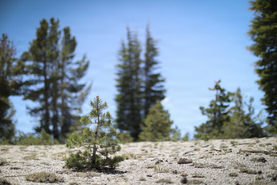 Sappling on the Inyo