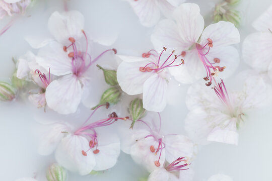 soft pastel abstract macro background with white geranium flowers