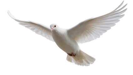 Fototapeta premium White dove with wings spread wide, isolated on transparent background