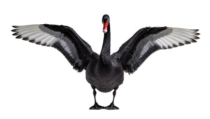 Black swan with wings spread wide, isolated on transparent background © Emilia
