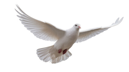 Obraz premium White dove with wings spread wide, flying gracefully isolated on transparent background