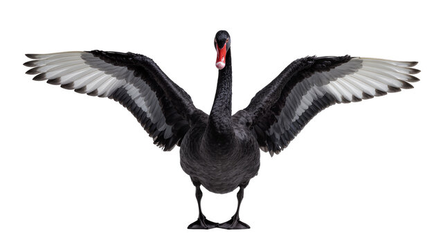 Black swan with wings spread wide, isolated on transparent background