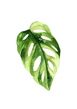 Watercolored Handpainted Monstera adansonii variegata leaf