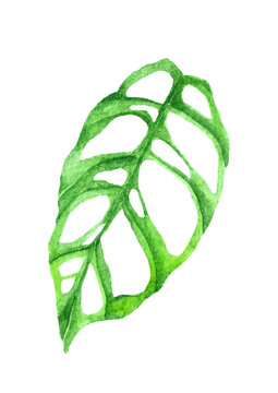 Watercolored Handpainted Monstera esqueleto green leaf