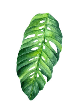Watercolored Handpainted Monstera egregia leaf plant