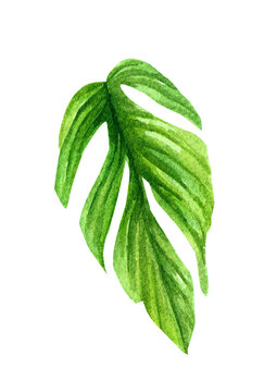 Watercolored Handpainted Monstera Pinnatipartita green leaf