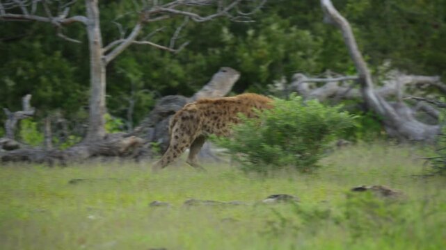 Lone spotted hyena walking through lush green african savanna searching for food in protected national park, showcasing wild animal in natural habitat