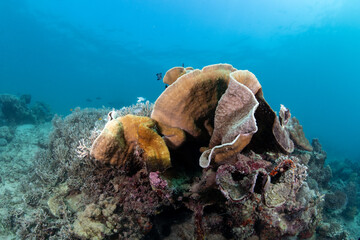 Cabbage Coral © Dindo Bibera Nueza 