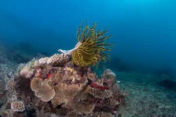 coral reef & Feather Star © Dindo Bibera Nueza 