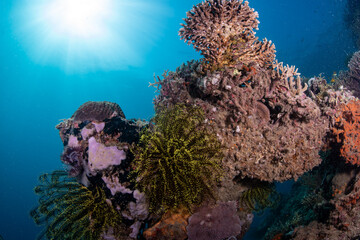 coral reef © Dindo Bibera Nueza 